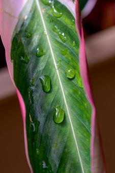 水滴 水滴 水滴,マクロ,接写の写真素材