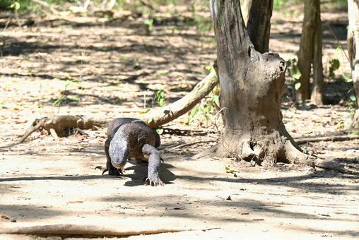 コモド国立公園~コモドドラゴン7 コモド国立公園~コモドドラゴン7 コモドドラゴン,コモドオオトカゲ,野生の写真素材