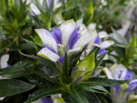 美しいトルコギキョウ トルコギキョウ,花,flowerの写真素材