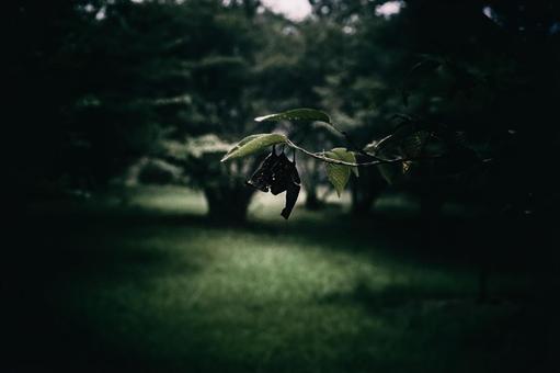 <五島の風景>早朝の葉桜の森の中の景色 <五島の風景>早朝の葉桜の森の中の景色 夜明け,新緑,森の写真素材