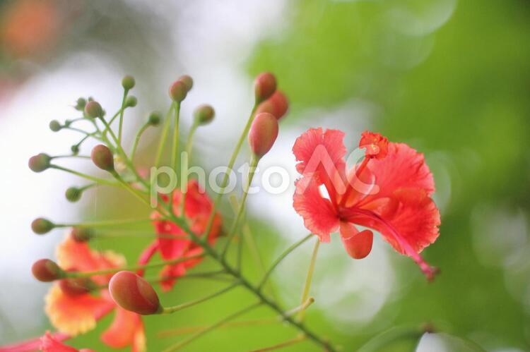 シンガポールの植物(4) ホウオウボク（鳳凰木）の花、その2 花,植物,ホウオウボクの写真素材