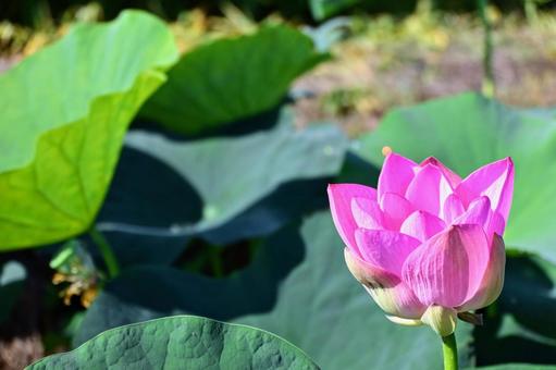 初々しい蓮の花:ピンクのつぼみ 初々しい蓮の花:ピンクのつぼみ ハス,蓮の花,ピンクの写真素材