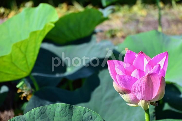 初々しい蓮の花：ピンクのつぼみ ハス,蓮の花,ピンクの写真素材