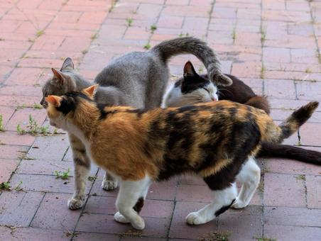 仲良くじゃれ合う野良猫達です。 仲良くじゃれ合う野良猫達です。 猫,野良猫,地域猫の写真素材