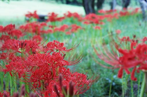 公園に咲く晩夏の赤い彼岸花 彼岸花,曼珠沙華,赤の写真素材