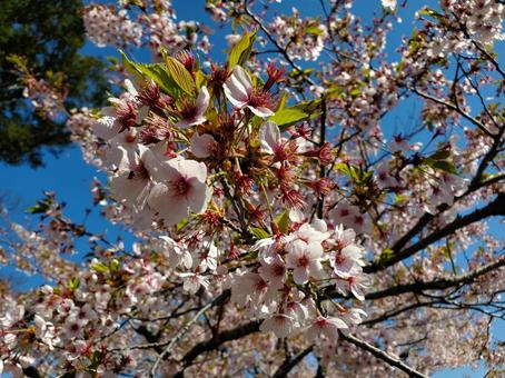 桜 桜の写真