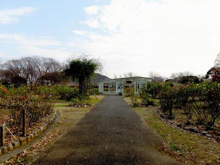冬の大船フラワーセンター、バラ園の風景 植物,植木,植え込みの写真素材