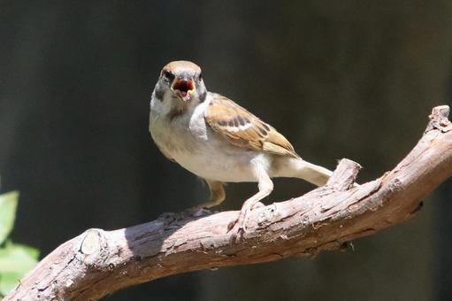 とまり木のスズメ 自然,野鳥,小鳥の写真素材