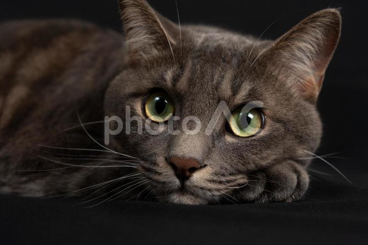 眠くなってきたネコ 生き物,ペット,リラックスの写真素材