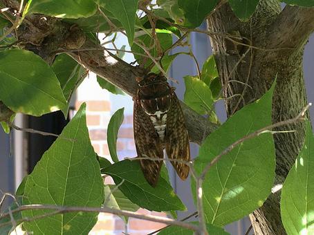 セミ セミ セミ,夏,盛夏の写真素材