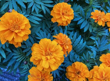 マリーゴールド（オレンジ色） マリーゴールド,オレンジ,花の写真素材