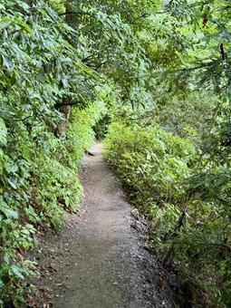 夏の高尾山　四号路　ハイキングコース 四号路,ハイキングコース,森の写真素材