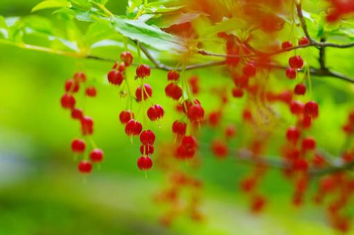 ベニドウダン 紅灯台 赤い花 夏の花 ベニドウダン 紅灯台 赤い花 夏の花の写真