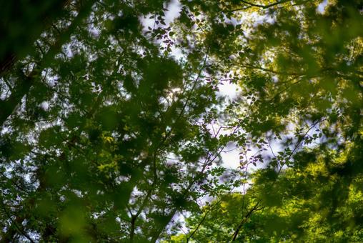 新緑の森、木漏れ日の輝き 新緑,葉,木々の写真素材