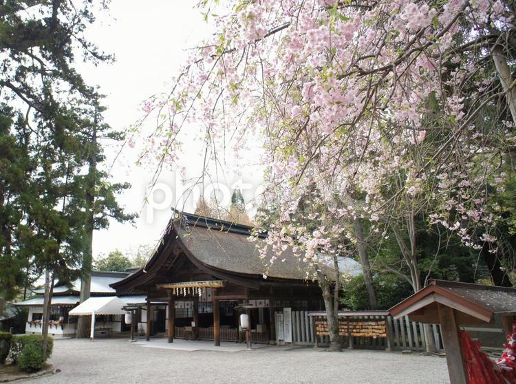 大縣神社　本殿　於祖々祭（おそそ祭） 大縣神社,本殿,於祖々祭（おそそ祭）の写真素材