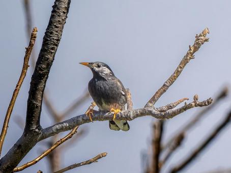枝にとまるムクドリ 枝にとまるムクドリ ムクドリ,椋鳥,野鳥の写真素材