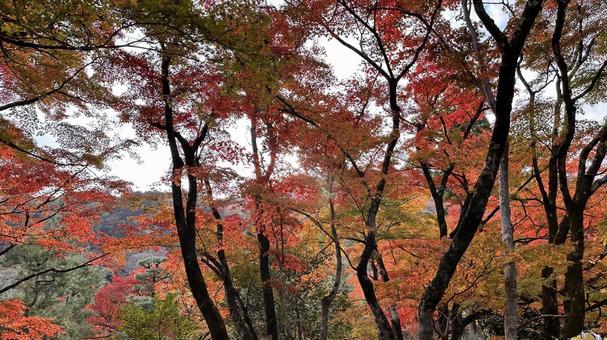 Autumn in Arashiyama, Kyoto 5, JPG Autumn in Arashiyama, Kyoto 5, JPG