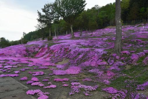 芝ざくら滝上公園(北海道) 芝ざくら滝上公園(北海道) ピンク,風景,美しいの写真素材