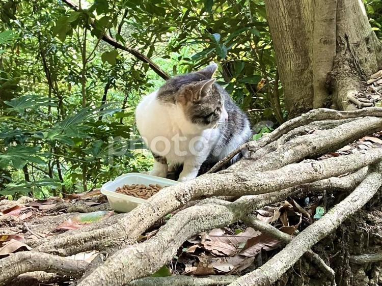 餌を食べる白黒の野良猫 白黒,野良猫,野生の写真素材