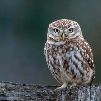 堂々と佇むフクロウのアート写真 堂々と佇むフクロウのアート写真の写真