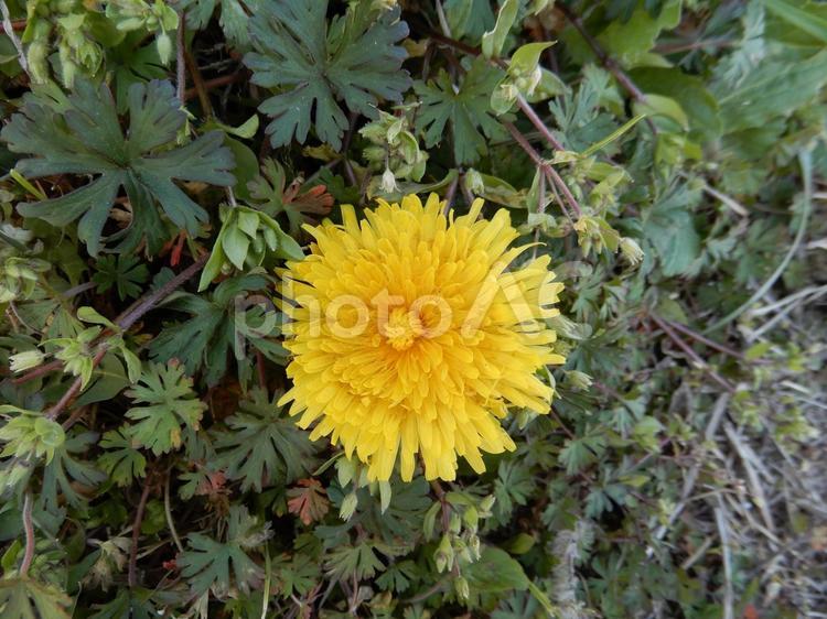 農道に咲くたんぽぽひとつクローズアップ たんぽぽ,春,花の写真素材