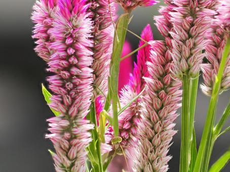 カマキリ カマキリ,緑,グリーンの写真素材