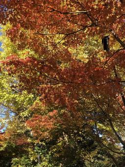 紅葉 紅葉の写真