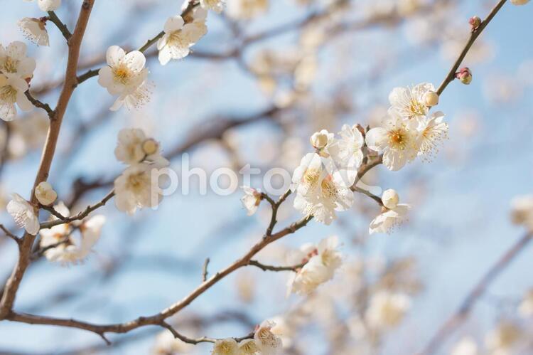 満開の白梅と蕾　春の空 梅,白梅,春の写真素材
