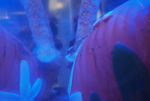 スジエビ スジエビ エビ,スジエビ,水槽の写真素材