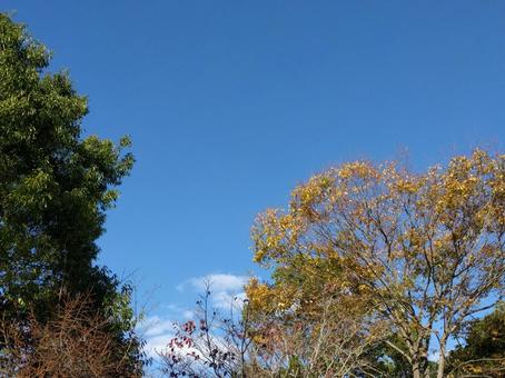 青空 青空 秋,秋空,紅葉の写真素材