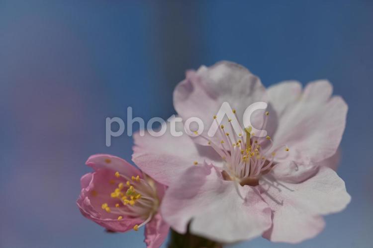 桜の花のクローズアップ 春,背景,自然の写真素材