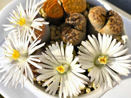 リトープスの花 植物,ガーデニング,リトープスの写真素材