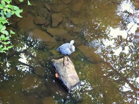 橋の下の岩に立つアオサギ2の写真