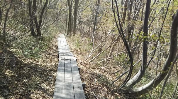 春の獅子ケ鼻湿原 獅子ケ鼻湿原,鳥海山,秋田の写真素材