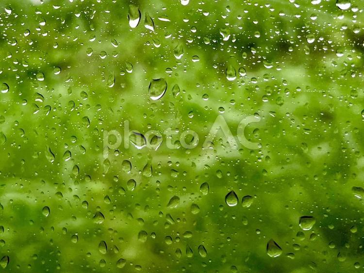 雨粒　緑色の背景 雨,雨粒,雨降りの写真素材