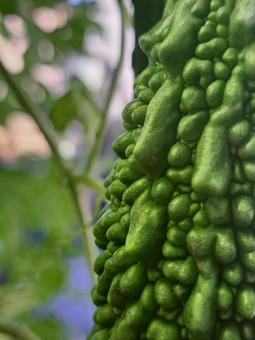 Hokkaido bitter melon, JPG