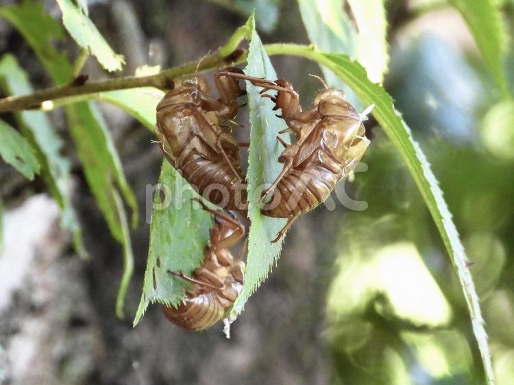 葉にくっつくセミの抜け殻 昆虫,セミ,川辺の写真素材