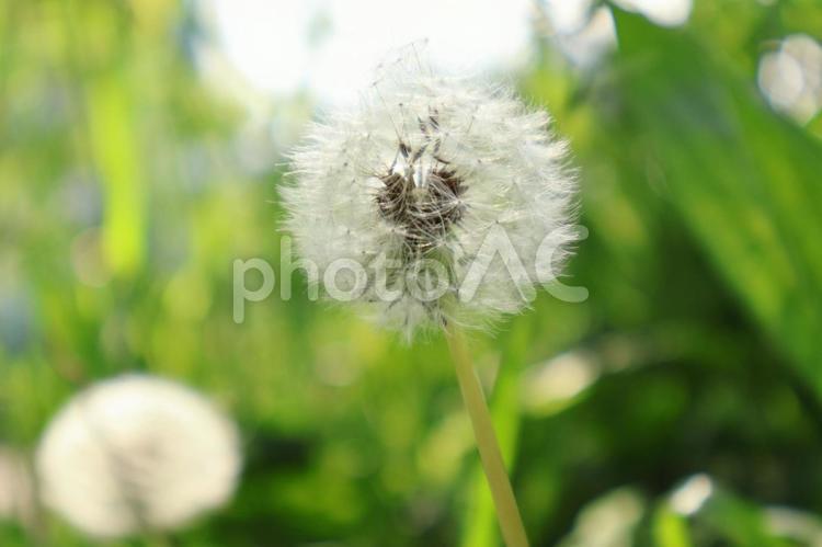 たんぽぽの綿毛 綿毛,たんぽぽ,植物の写真素材