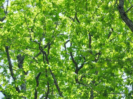 ミズナラの新緑の若葉 新緑,葉っぱ,ミズナラの写真素材