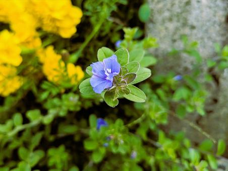 アメリカンブルー アメリカンブルー,花,自然の写真素材