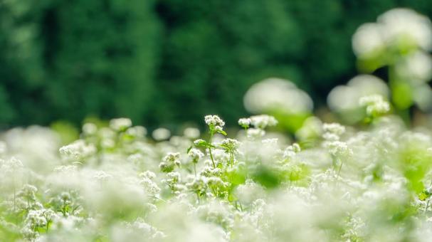 緑に囲まれた蕎麦畑の白い花 緑に囲まれた蕎麦畑の白い花の写真