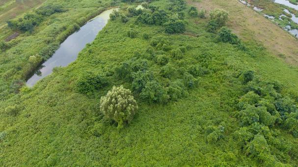 多摩川河川敷の緑地 多摩川河川敷の緑地の写真
