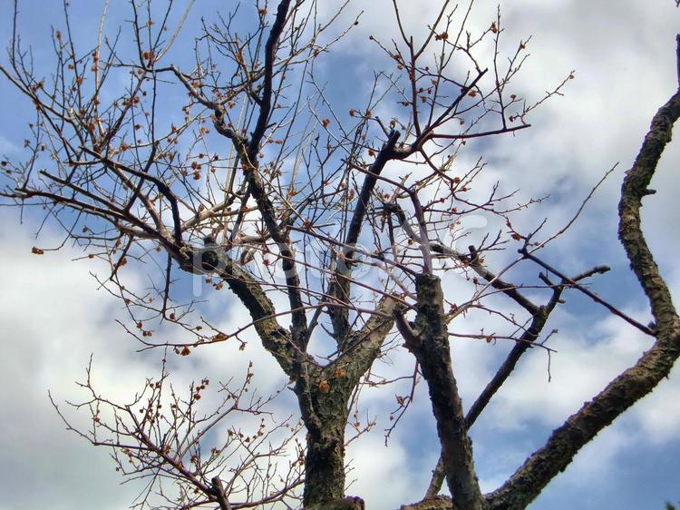 咲き際の桜-1 咲き際,桜,木の写真素材