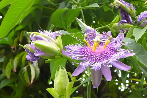 トケイソウ(チャボトケイソウ)の花 トケイソウ(チャボトケイソウ)の花 トケイソウ,チャボトケイソウ,パッションフラワーの写真素材