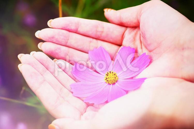 人の温もりと花の温もり 花,風景,花びらの写真素材