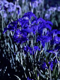 Horikiri Iris Garden at night Illuminated irises, JPG