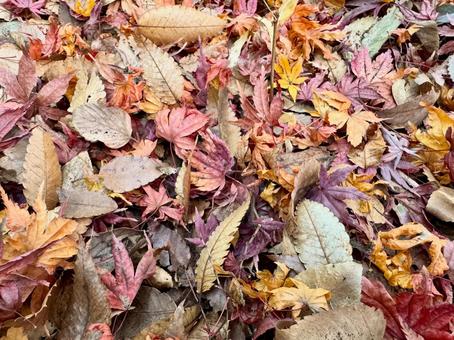 落ち葉 秋,落ち葉,もみじの写真素材