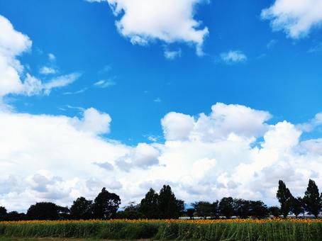 夏空の下のひまわり畑 夏空の下のひまわり畑 太陽,観光地,田園風景の写真素材