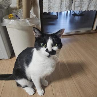 A brown-haired little sister cat looking at me, JPG