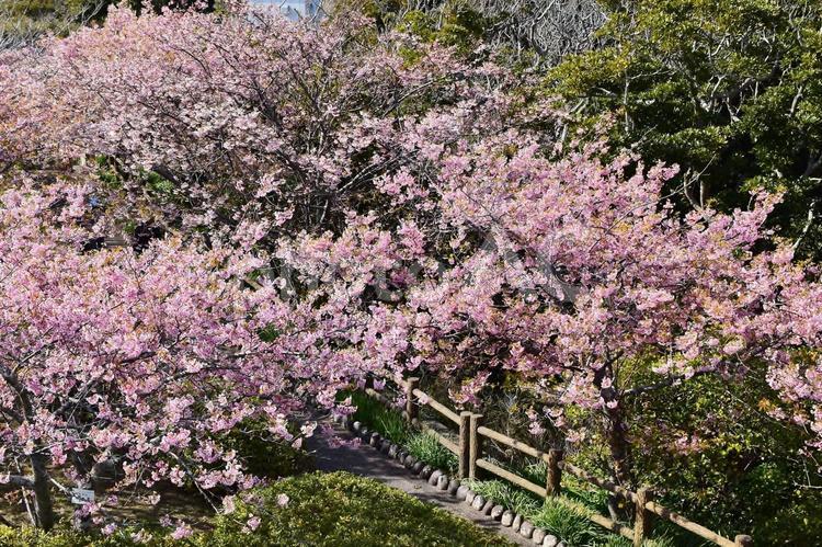 ＜千葉県＞河津桜・頼朝桜(勝浦市官軍塚) 官軍塚,河津桜,頼朝桜の写真素材